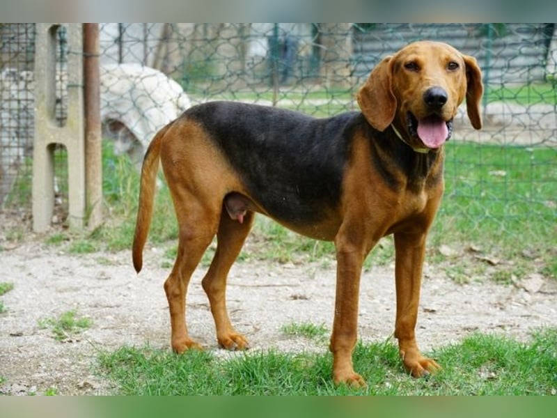 Balto - begeisterter Schnüffler sucht Fährtenleger