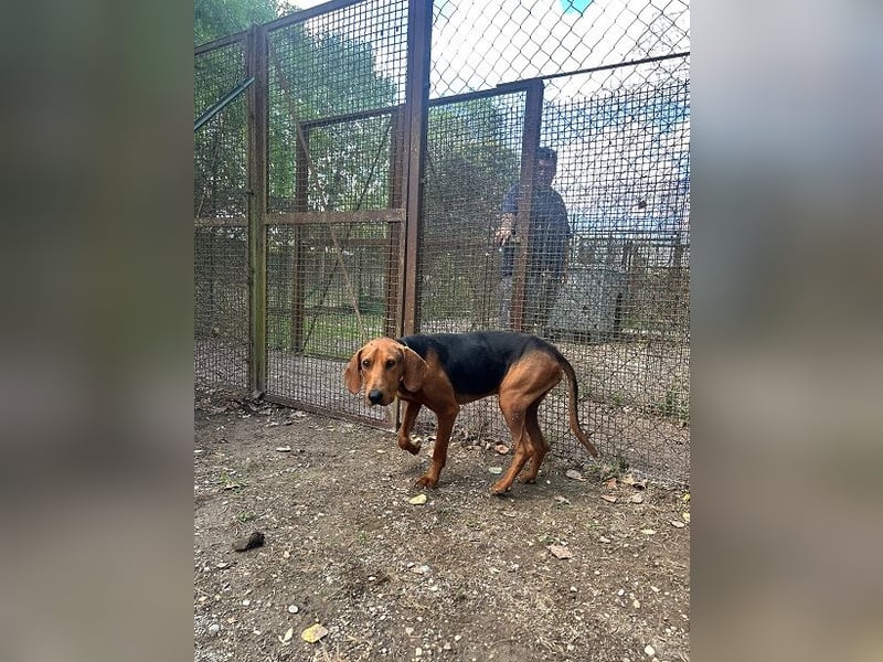 Balto - Freundlicher Segugio auf der Suche nach Nähe und einem verlässlichen Zuhause