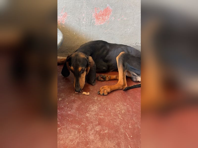 Brando - Ein erstes richtiges Daheim gesucht