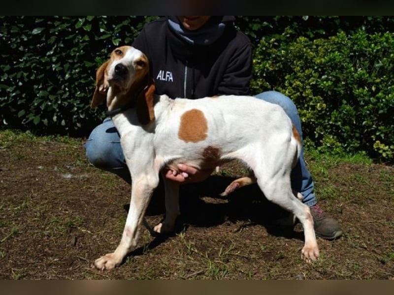 Deva - Die Sache mit dem Regen, der Traufe und einem Leben