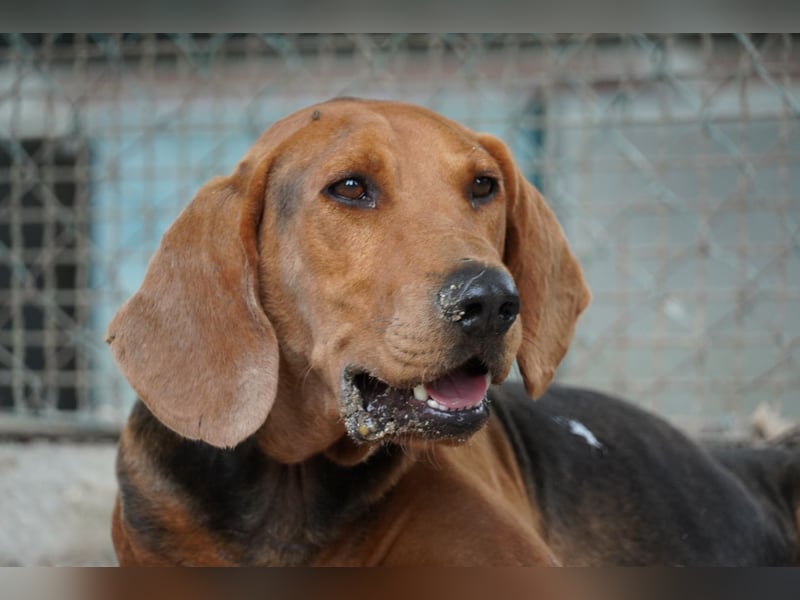 Balto - Freundlicher Segugio auf der Suche nach Nähe und einem verlässlichen Zuhause