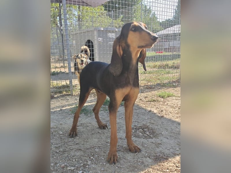Brando - Ein erstes richtiges Daheim gesucht