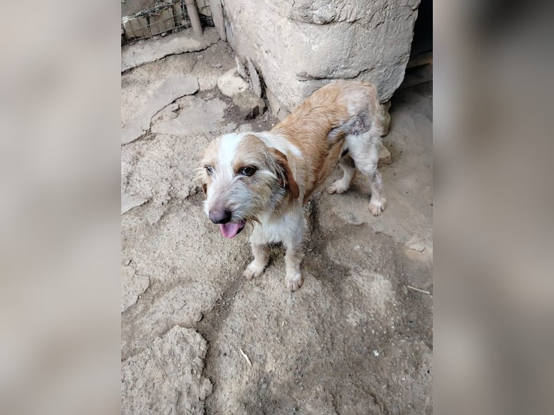 Pluto - Berufswunsch: Glückspilz