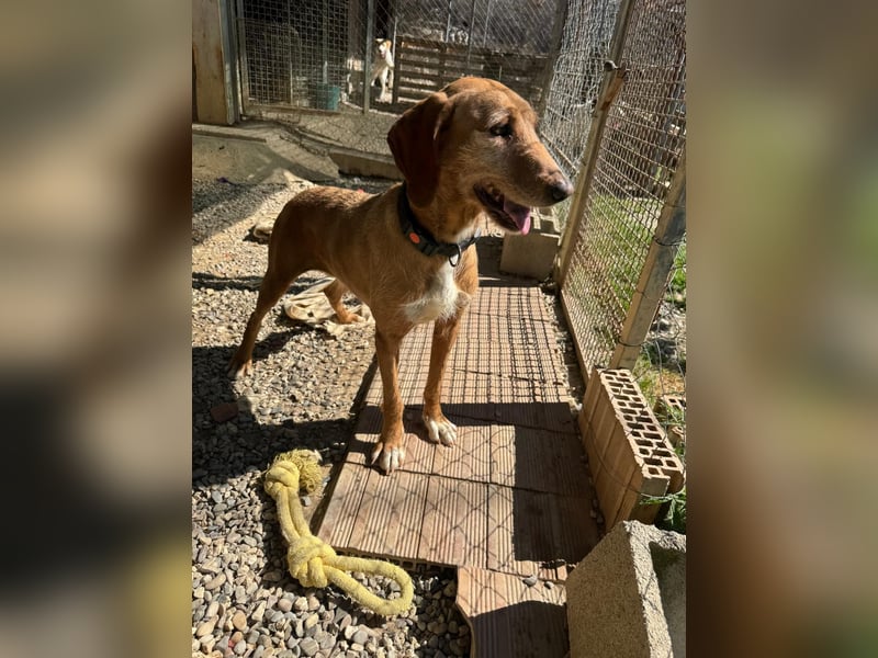 Wenn ein Hund einfach zurückbleibt… Orlanda, die Segugia-Hündin sucht ihr Glück
