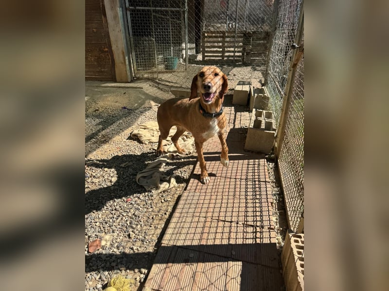 Wenn ein Hund einfach zurückbleibt… Orlanda, die Segugia-Hündin sucht ihr Glück