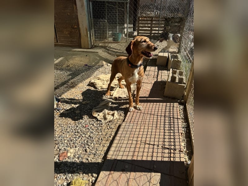 Wenn ein Hund einfach zurückbleibt… Orlanda, die Segugia-Hündin sucht ihr Glück