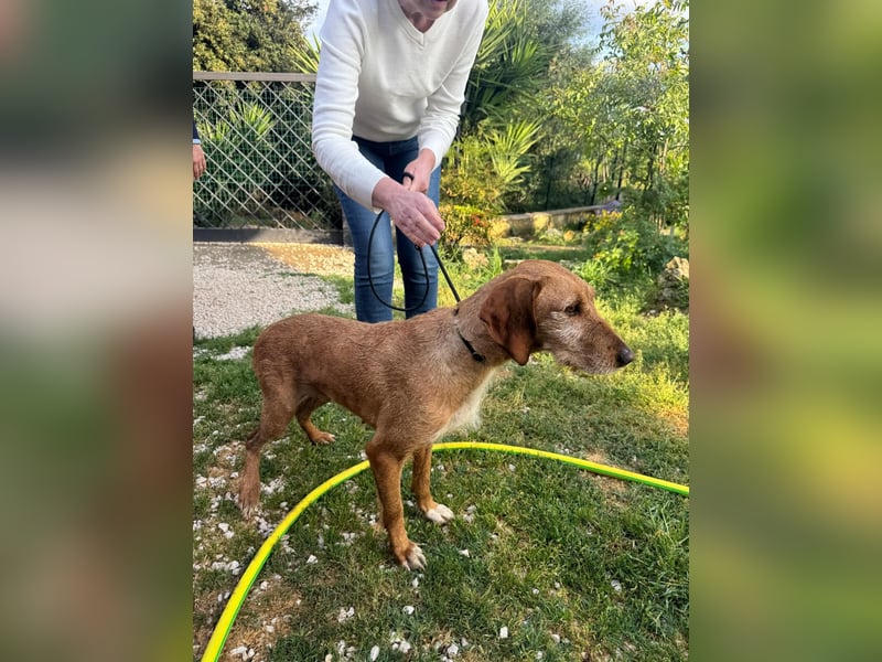 Wenn ein Hund einfach zurückbleibt… Orlanda, die Segugia-Hündin sucht ihr Glück