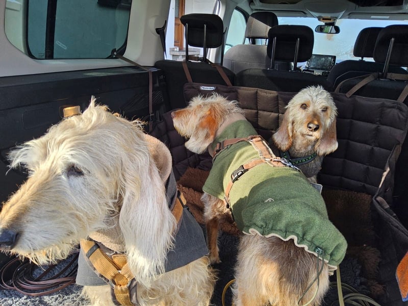 Notfall RED… alt, krank und nicht mehr gewollt….