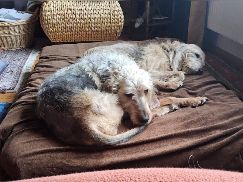 Notfall RED… alt, krank und nicht mehr gewollt….