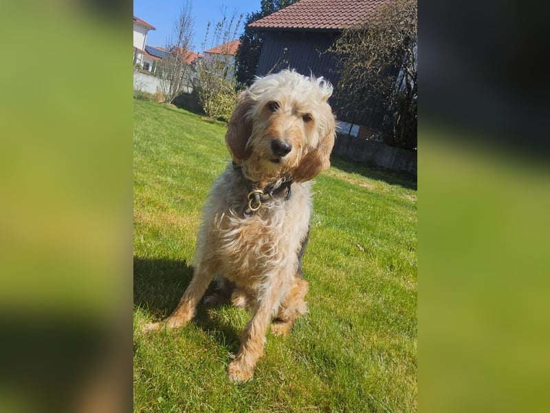 Notfall RED… alt, krank und nicht mehr gewollt….