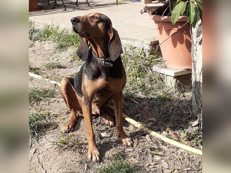 Rocco  - dringend - ein Überlebenskünstler sucht ein neues Zuhause