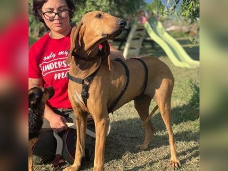 Padino - ein feiner, sanfter Bub ist bereit für ein liebevolles Zuhause