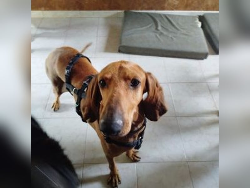 Padino - ein feiner, sanfter Bub ist bereit für ein liebevolles Zuhause