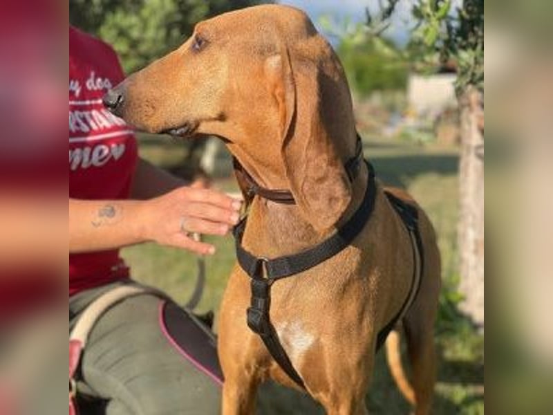 Padino - ein feiner, sanfter Bub ist bereit für ein liebevolles Zuhause