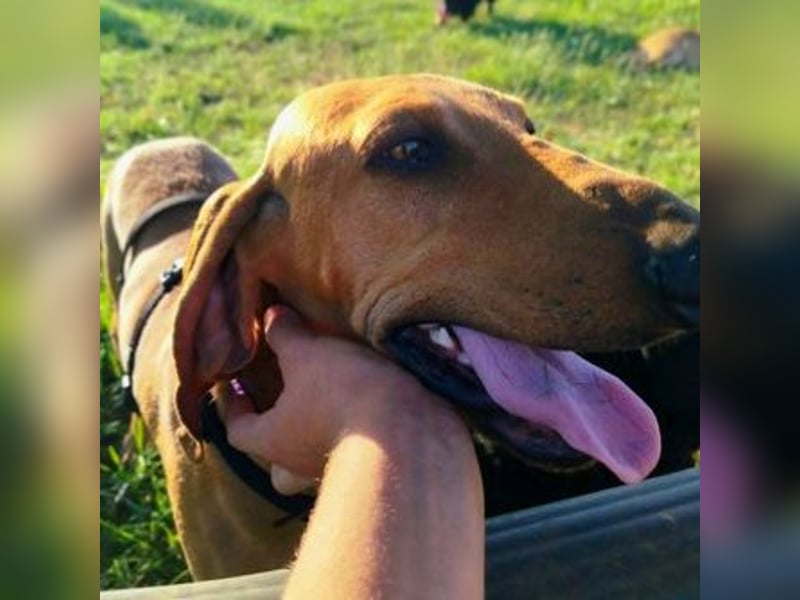 Padino - ein feiner, sanfter Bub ist bereit für ein liebevolles Zuhause
