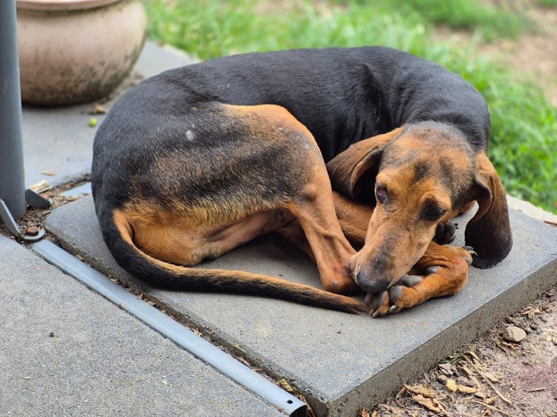 Rocco  - dringend - ein Überlebenskünstler sucht ein neues Zuhause