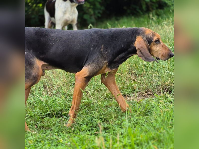 Rocco  - dringend - ein Überlebenskünstler sucht ein neues Zuhause