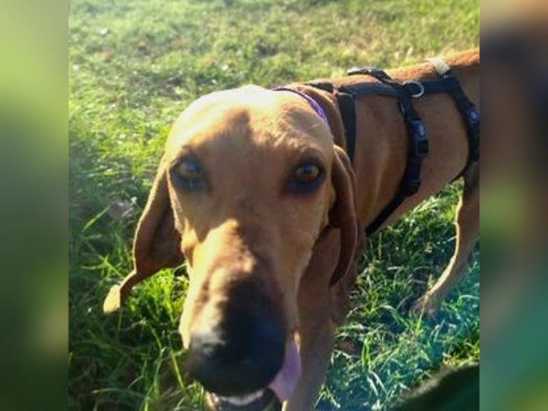 Padino - ein feiner, sanfter Bub ist bereit für ein liebevolles Zuhause