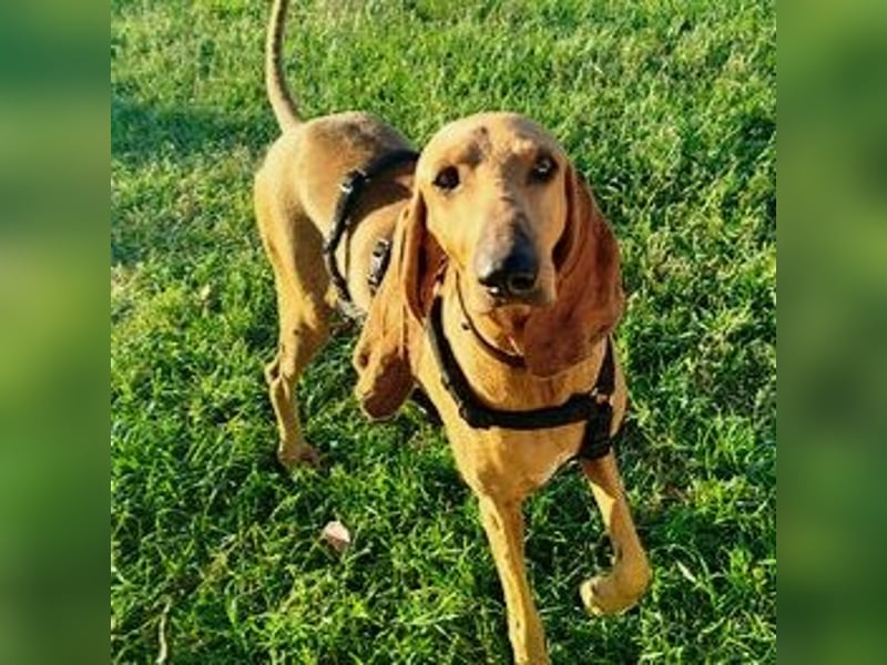 Padino - ein feiner, sanfter Bub ist bereit für ein liebevolles Zuhause