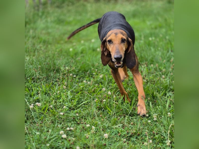 Rocco  - dringend - ein Überlebenskünstler sucht ein neues Zuhause