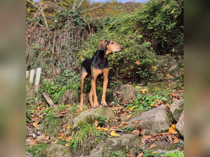 Rocco  - dringend - ein Überlebenskünstler sucht ein neues Zuhause