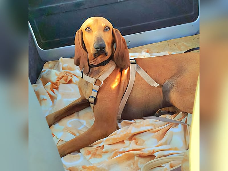 Padino - ein feiner, sanfter Bub ist bereit für ein liebevolles Zuhause