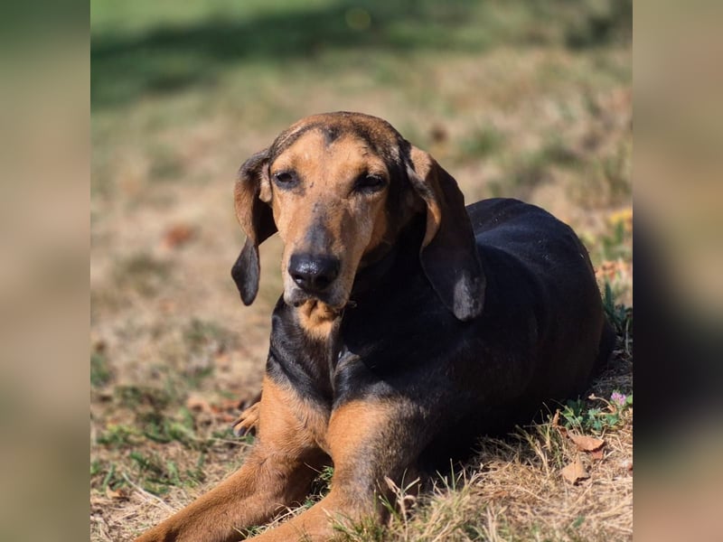 Rocco  - dringend - ein Überlebenskünstler sucht ein neues Zuhause