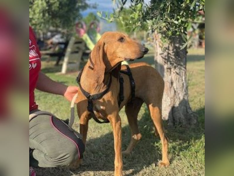 Padino - ein feiner, sanfter Bub ist bereit für ein liebevolles Zuhause