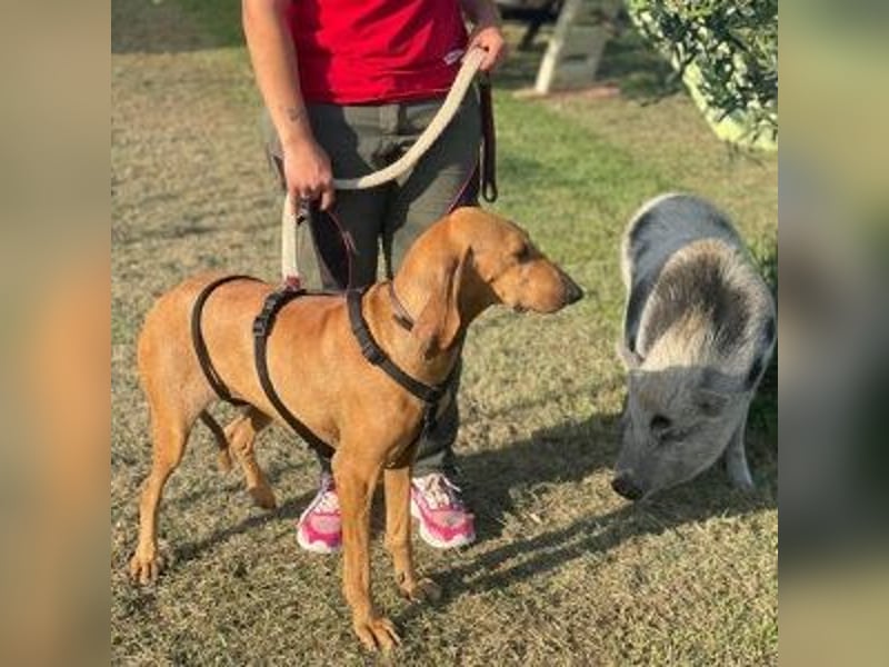 Padino - ein feiner, sanfter Bub ist bereit für ein liebevolles Zuhause