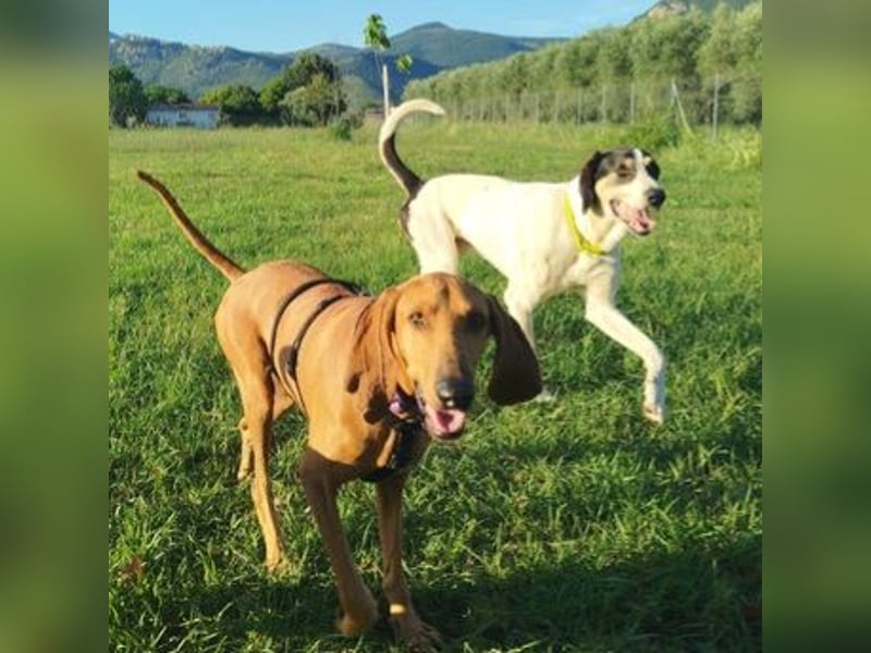 Padino - ein feiner, sanfter Bub ist bereit für ein liebevolles Zuhause