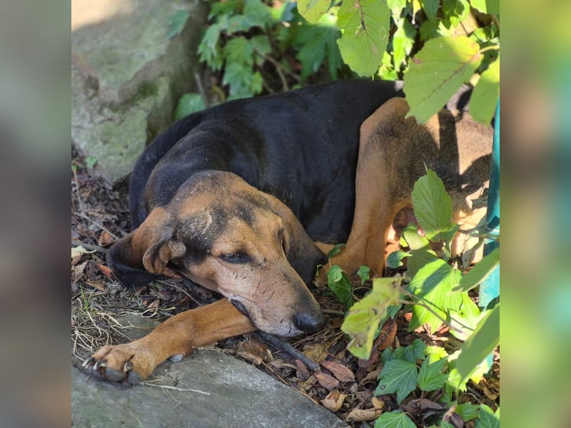 Rocco  - dringend - ein Überlebenskünstler sucht ein neues Zuhause