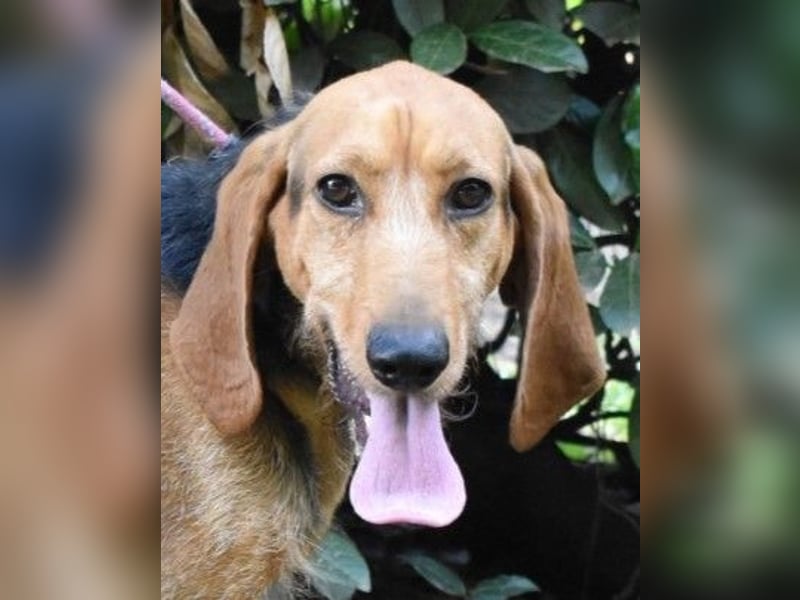 Neville - Abstellgleis - Nein Danke!