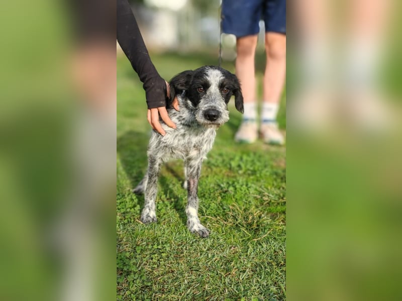 Billy - Knuddelfreund sucht Familie