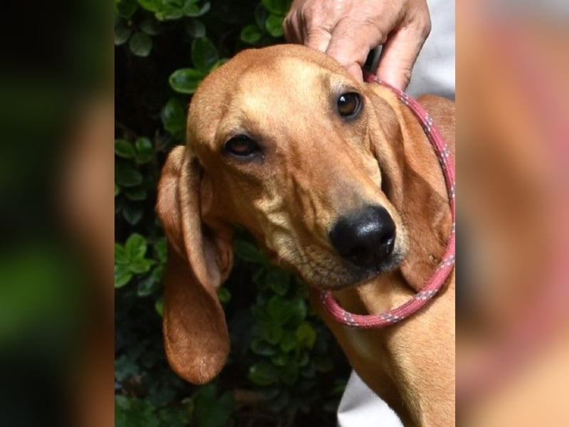 Myles - hofft auf ein warmes Plätzchen, bevor der Winter kommt