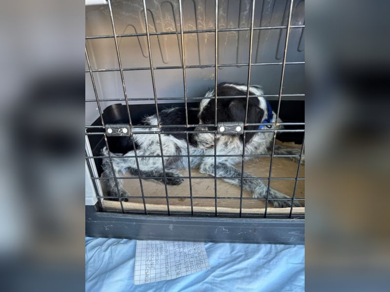 Billy - Knuddelfreund sucht Familie