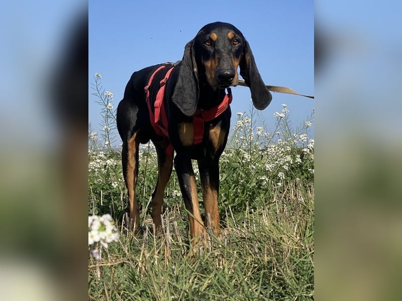 Baro - Der Alleskönner