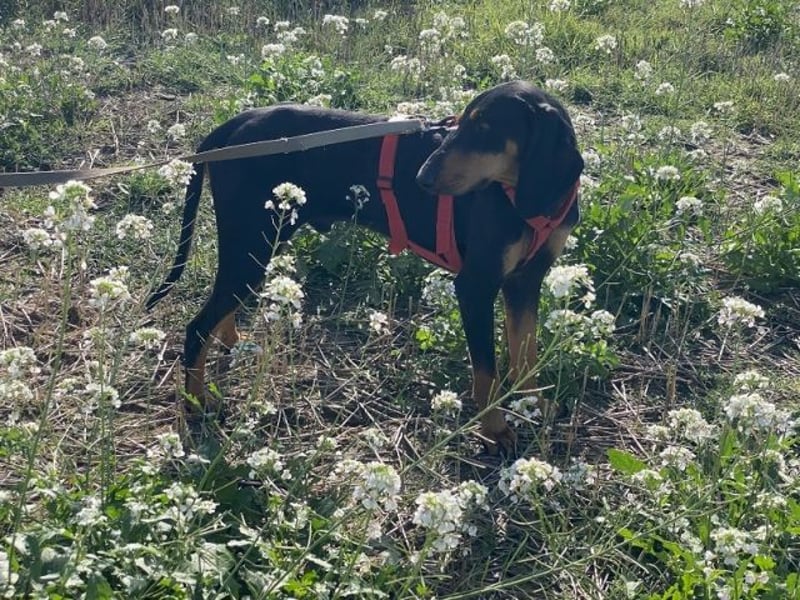 Baro - Der Alleskönner