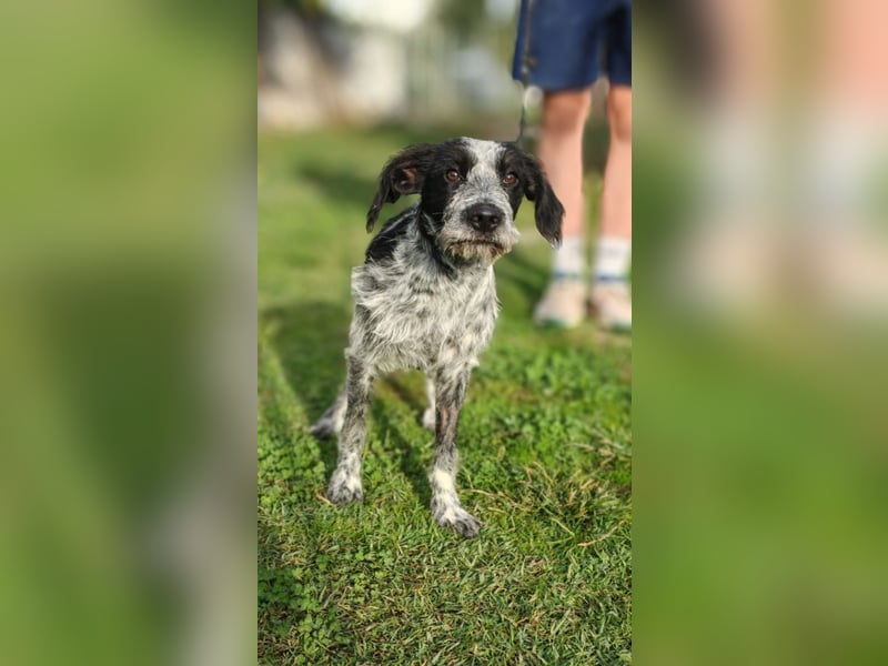 Billy - Knuddelfreund sucht Familie