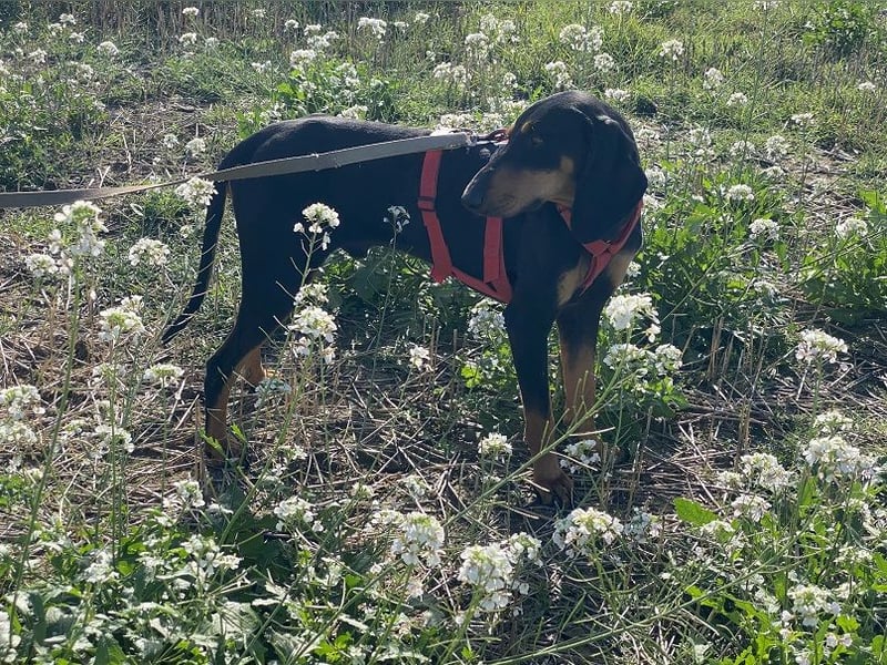 Baro - Der Alleskönner