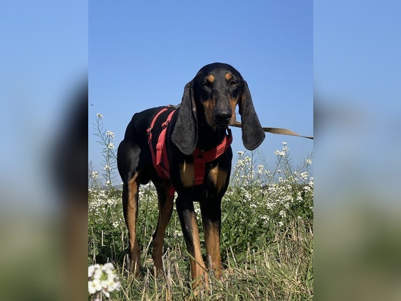 Baro - Der Alleskönner