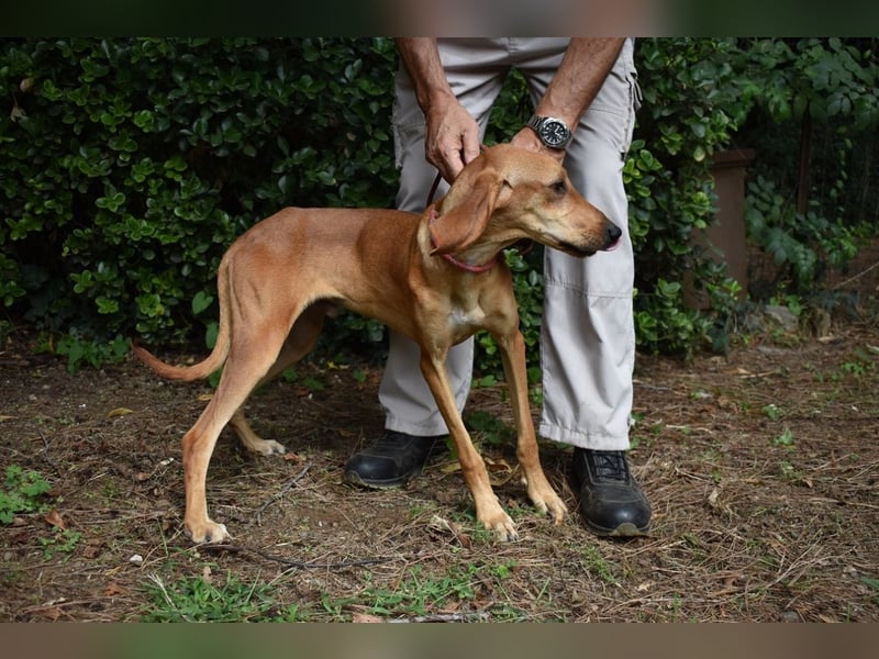Myles - hofft auf ein warmes Plätzchen, bevor der Winter kommt