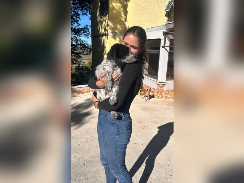 Billy - Knuddelfreund sucht Familie
