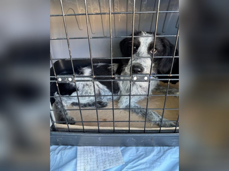 Billy - Knuddelfreund sucht Familie