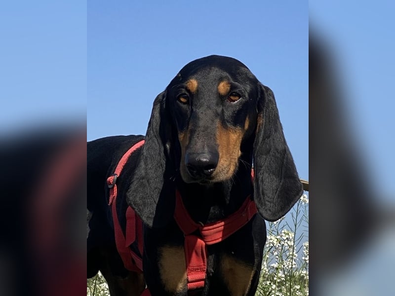 Baro - Der Alleskönner