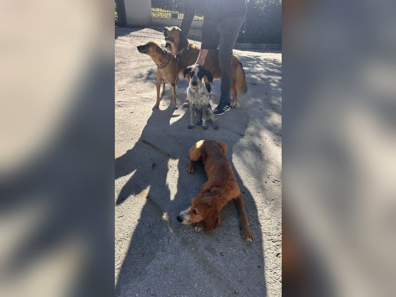Billy - Knuddelfreund sucht Familie