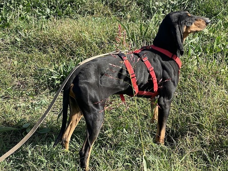 Baro - Der Alleskönner