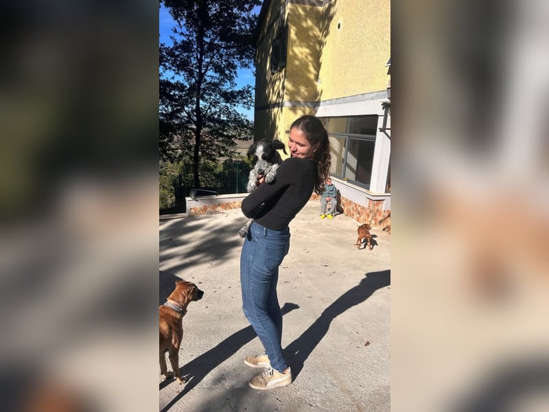 Billy - Knuddelfreund sucht Familie