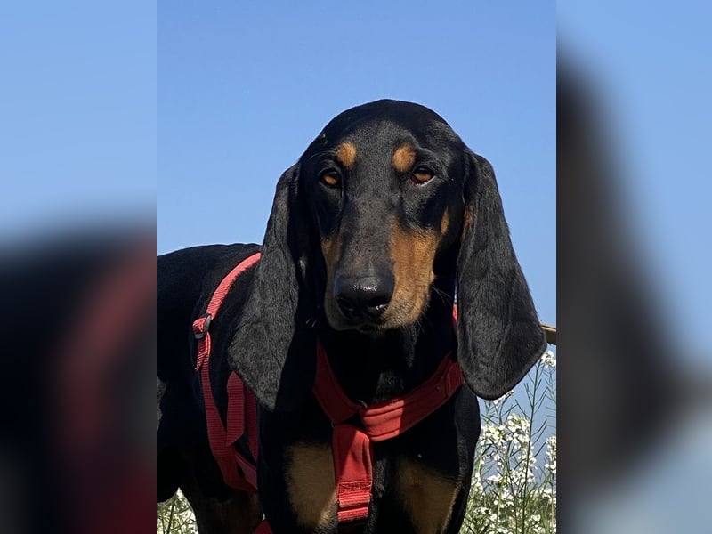 Baro - Der Alleskönner