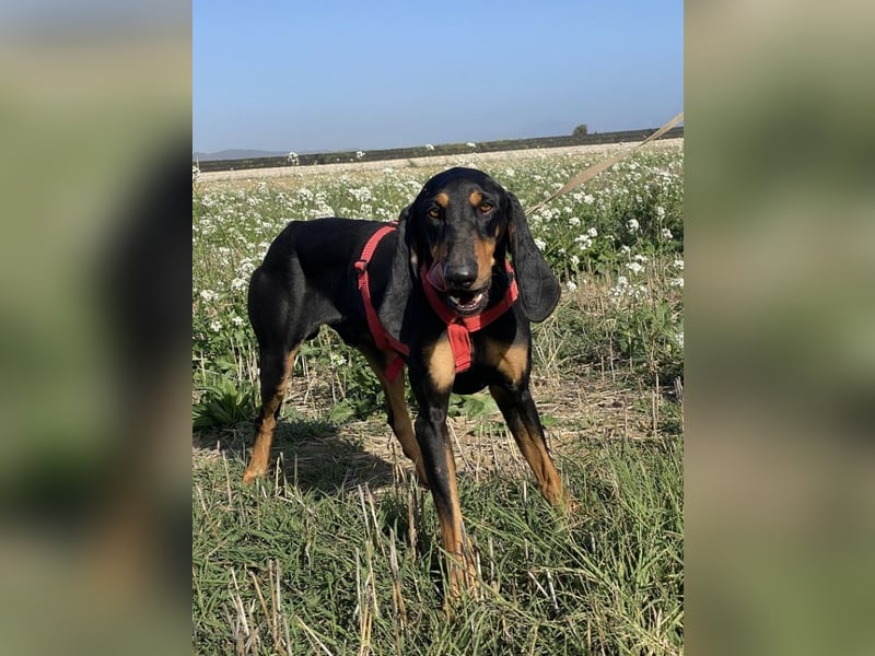 Baro - Der Alleskönner