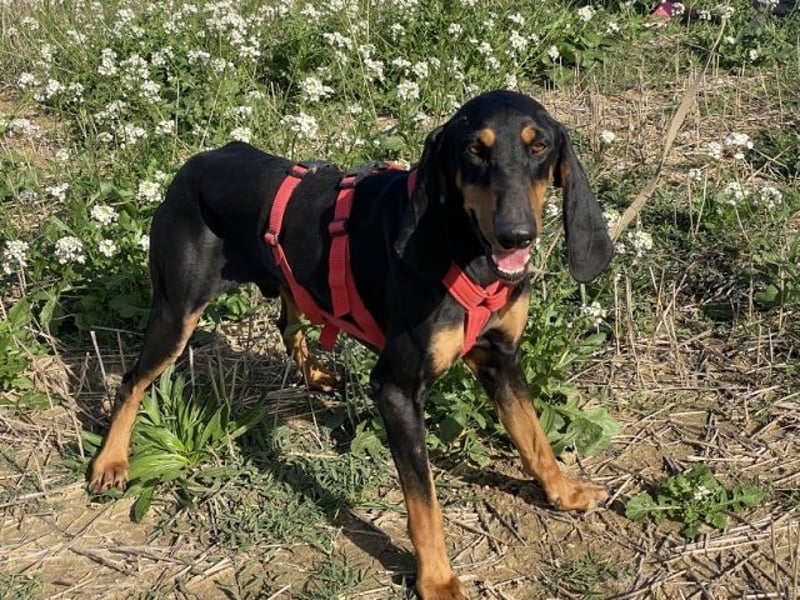 Baro - Der Alleskönner